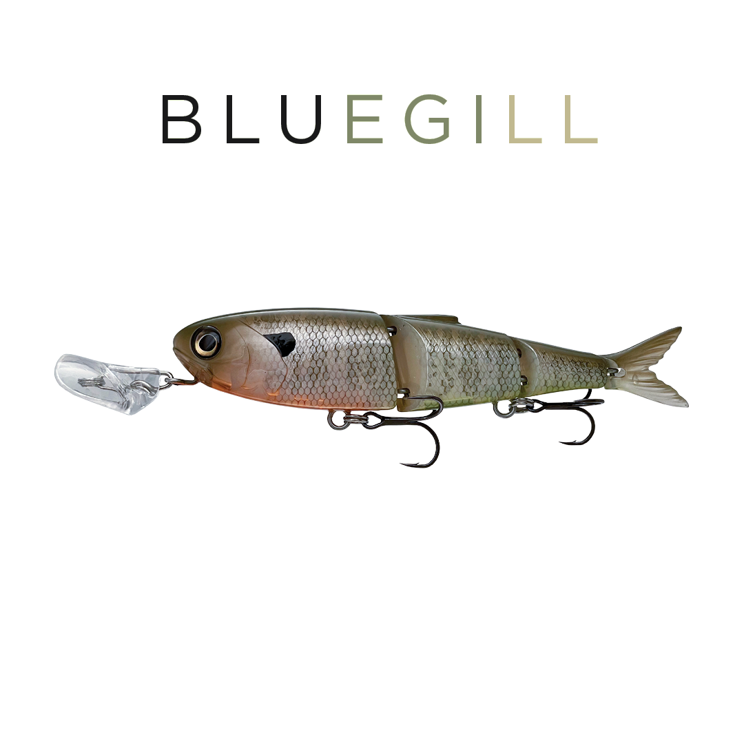  Bluegill